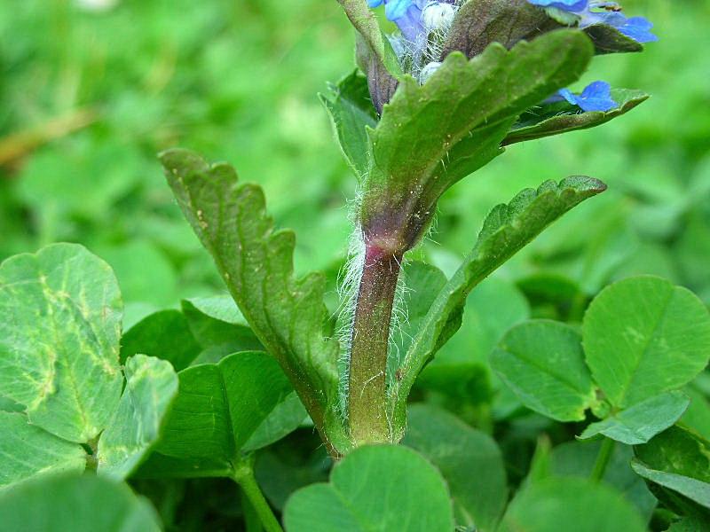 Ajuga reptans / Iva comune, Erba di S.Lorenzo